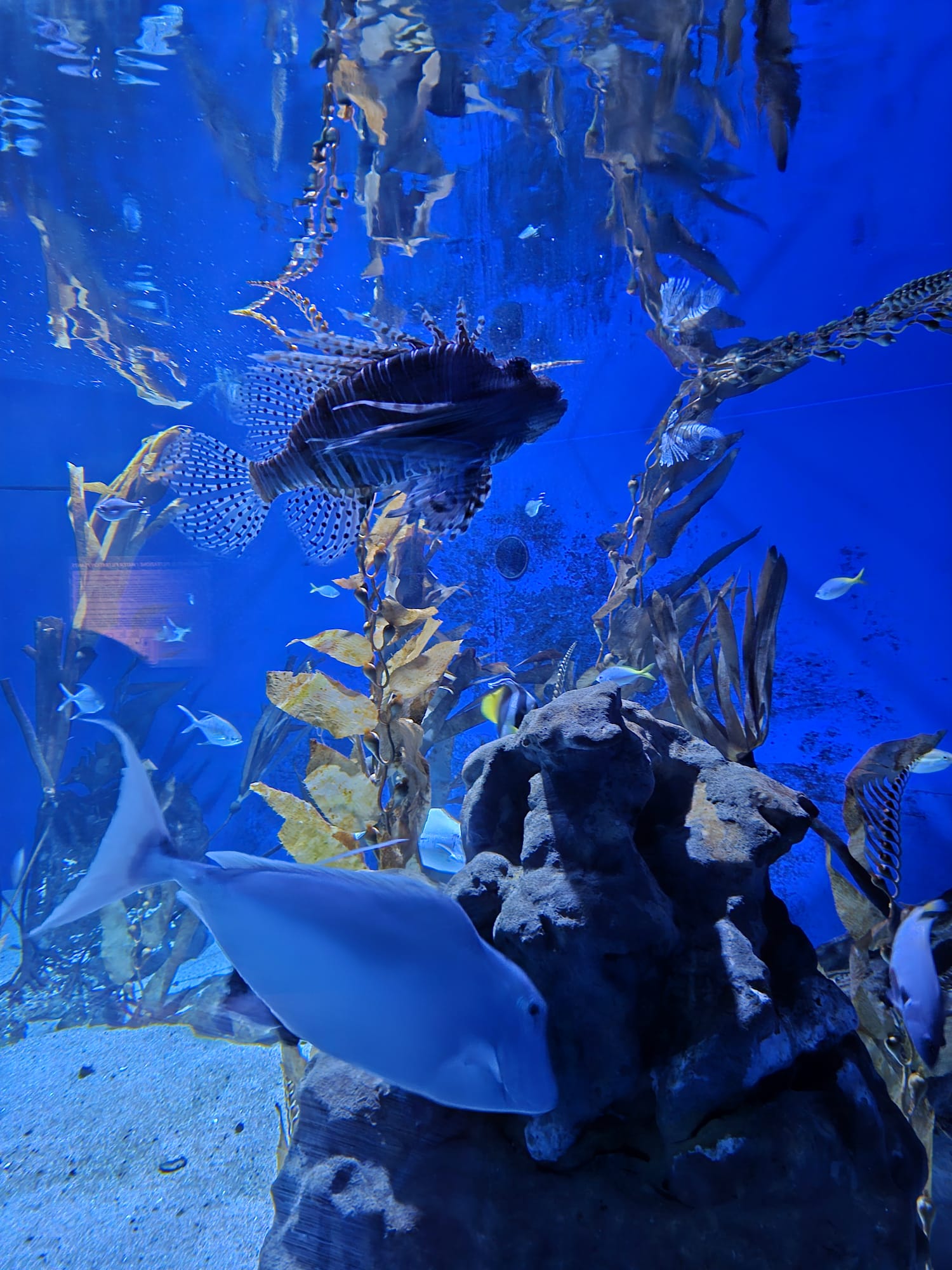 Cattolica Aquarium