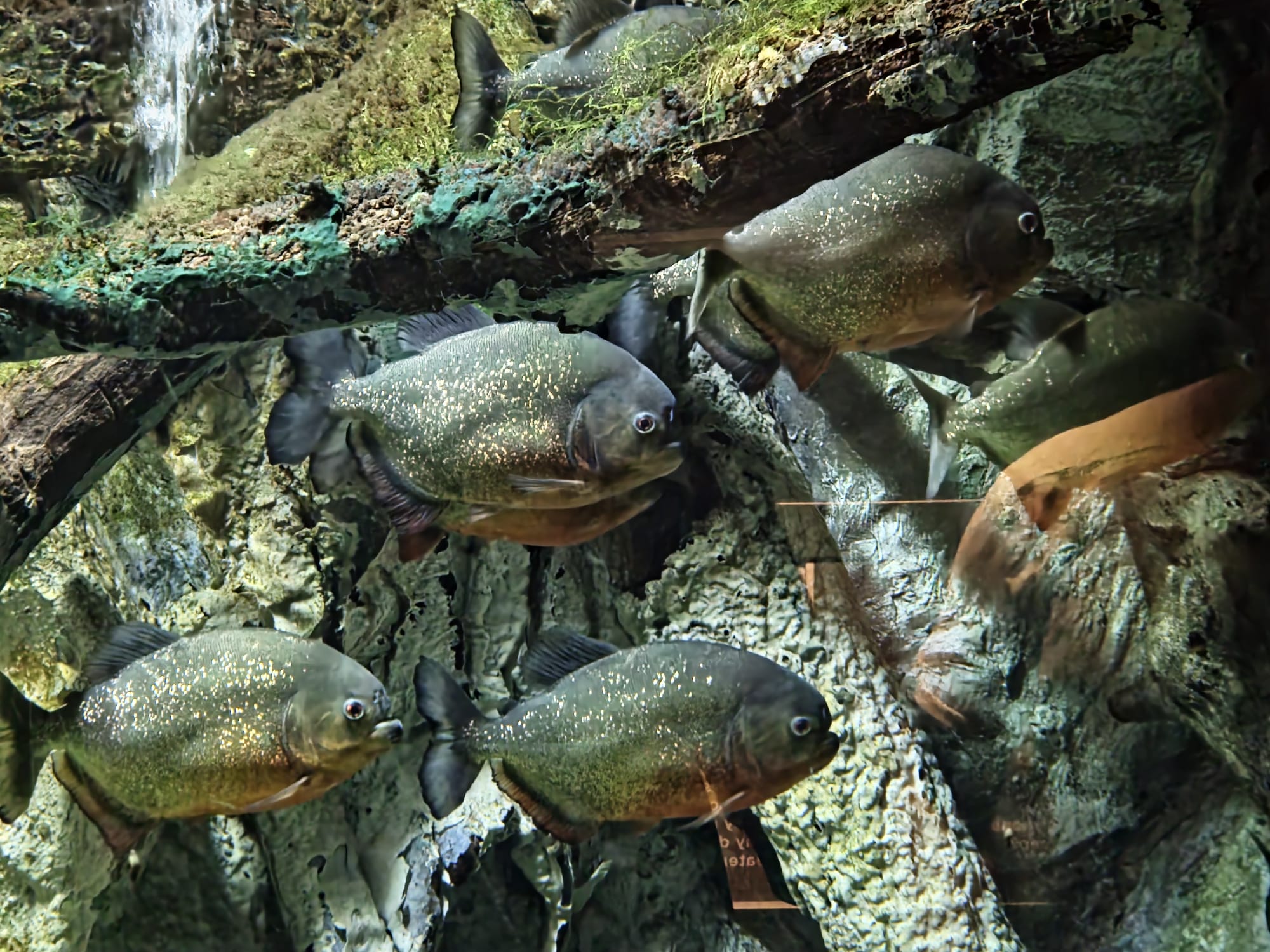 Cattolica Aquarium